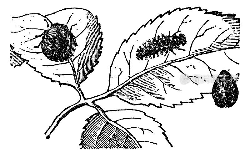 七斑瓢虫昆虫和幼虫(七星瓢虫)- 19世纪